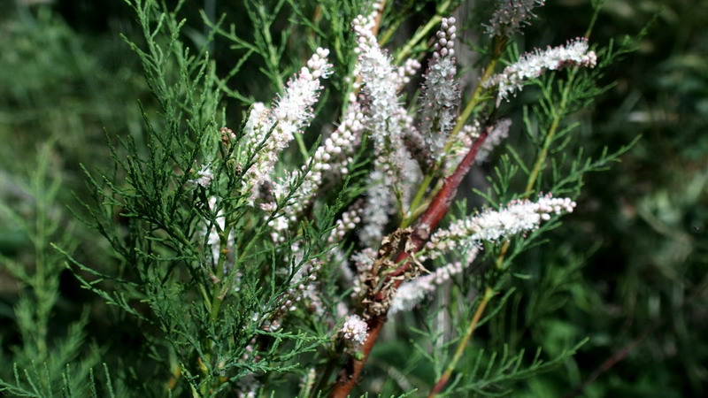 Ai margini 3 - Tamarix sp.